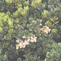 Calophyllum trapezifolium Thwaites